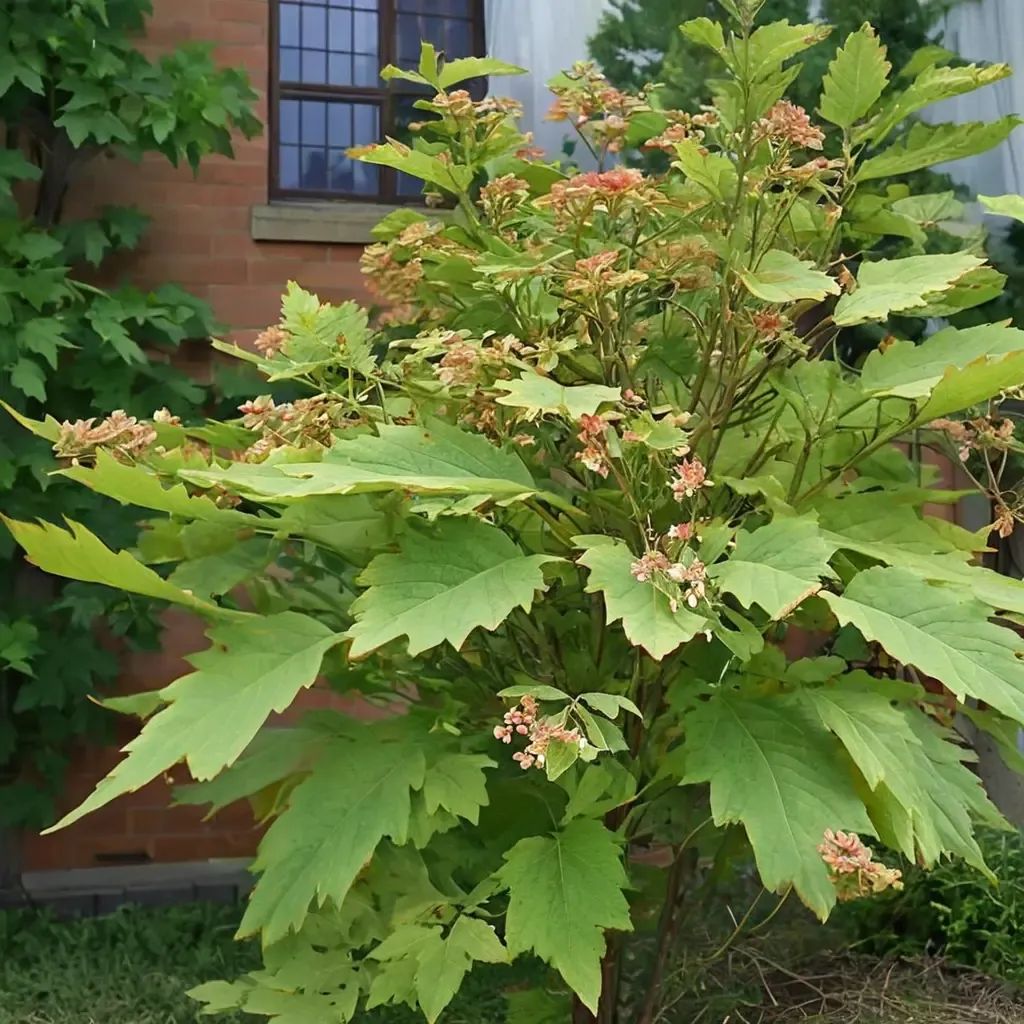Acer circinatum