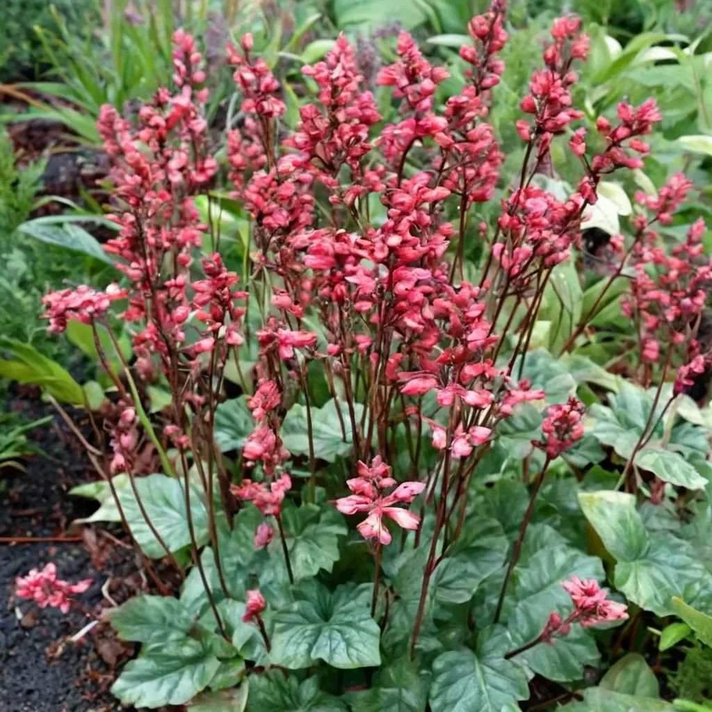 Heuchera sanguinea 'Paris'
