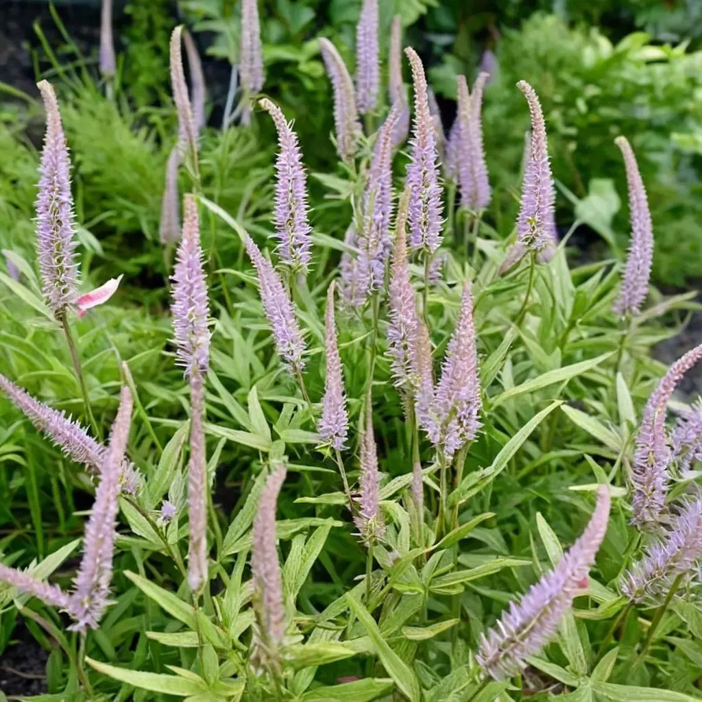 Veronicastrum virginicum 'Lavendelturm'