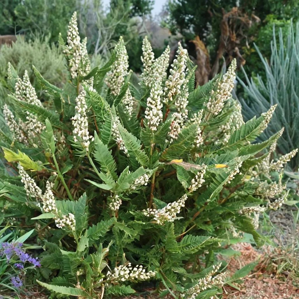Chamaebatiaria millefolium