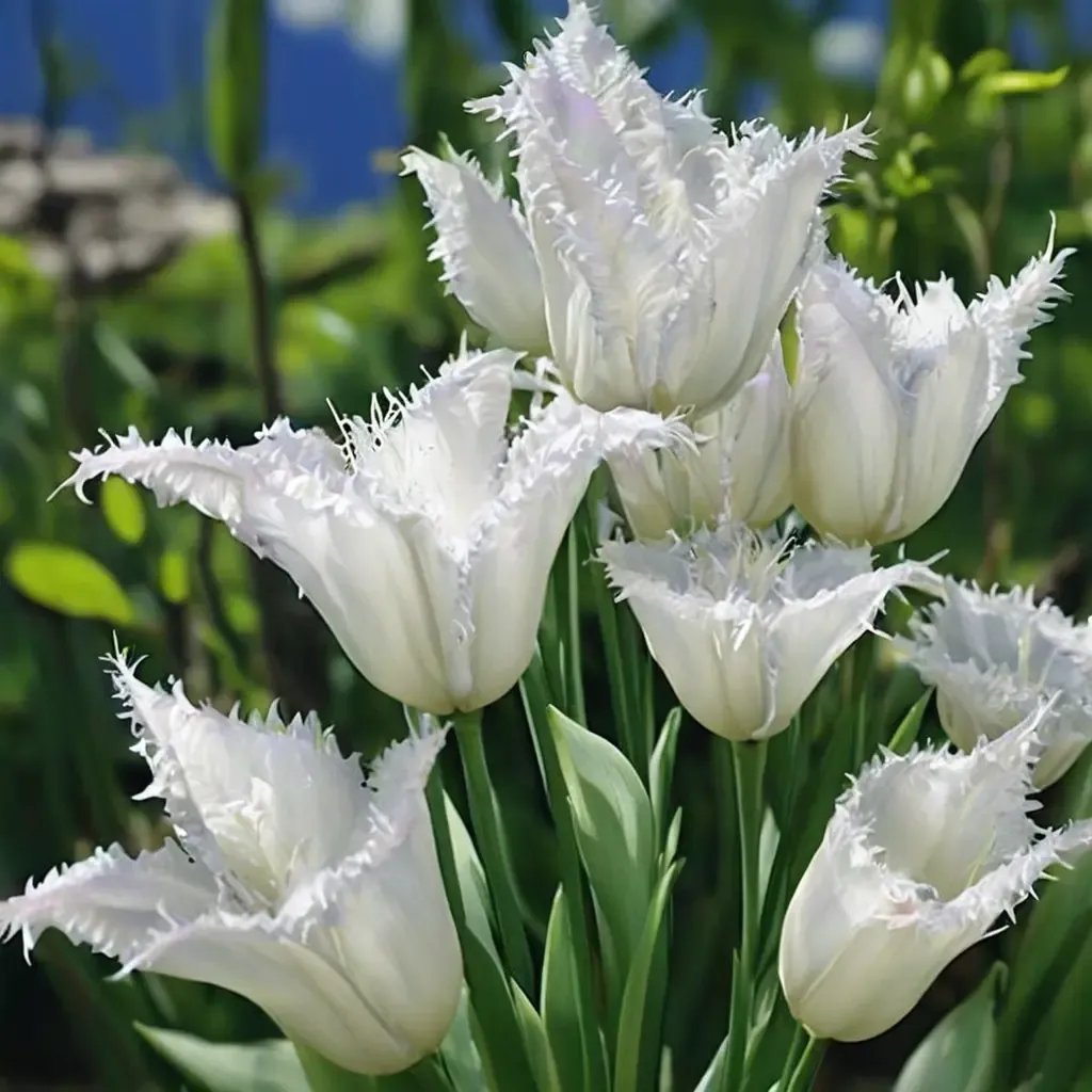 Tulipa tulipa 'Swan Wings'