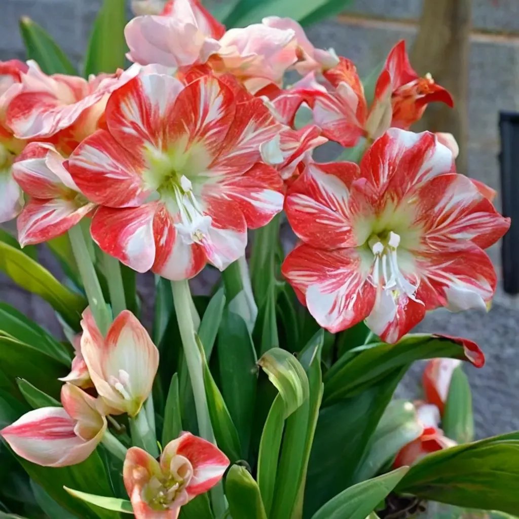 Hippeastrum x hybrida 'Mambo'