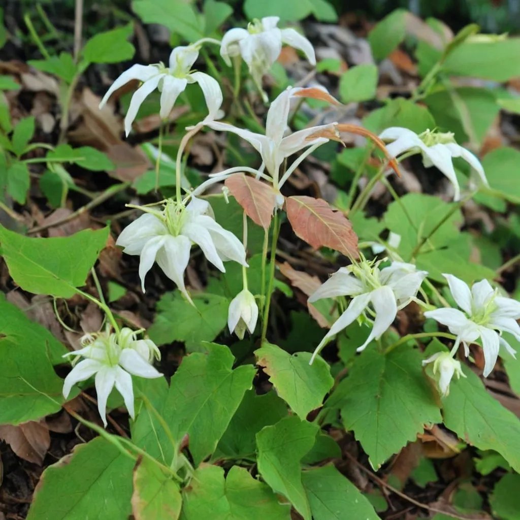 Epimedium pauciflorum