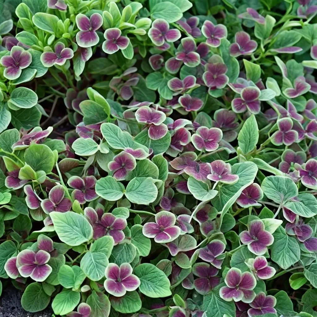 Trifolium purpurascens