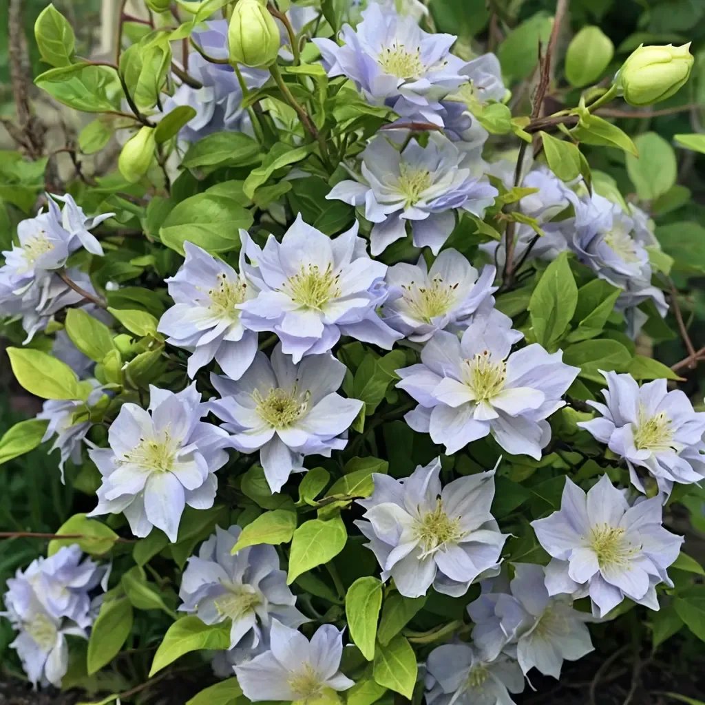Clematis viticella 'Diamond Ball'