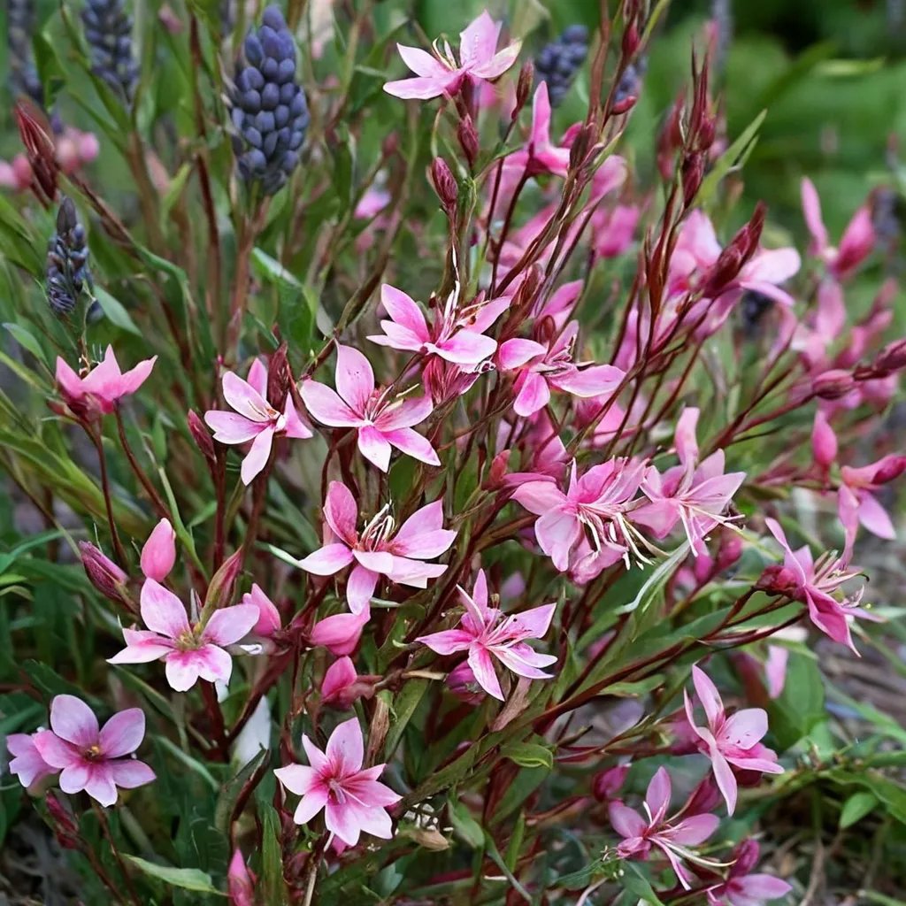 Gaura lindheimeri 'Pink Cloud'