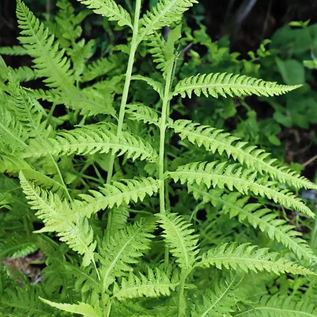 Hay-scented Fern