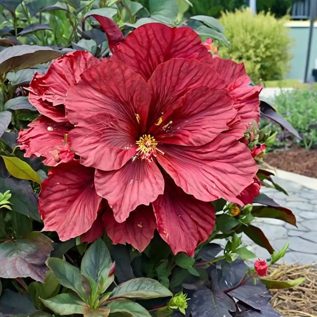 Hibiscus moscheutos 'Holy Grail'
