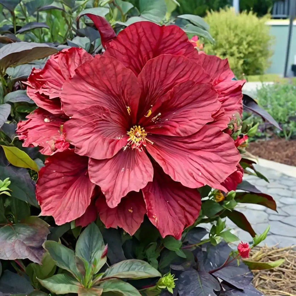 Hibiscus moscheutos 'Holy Grail'