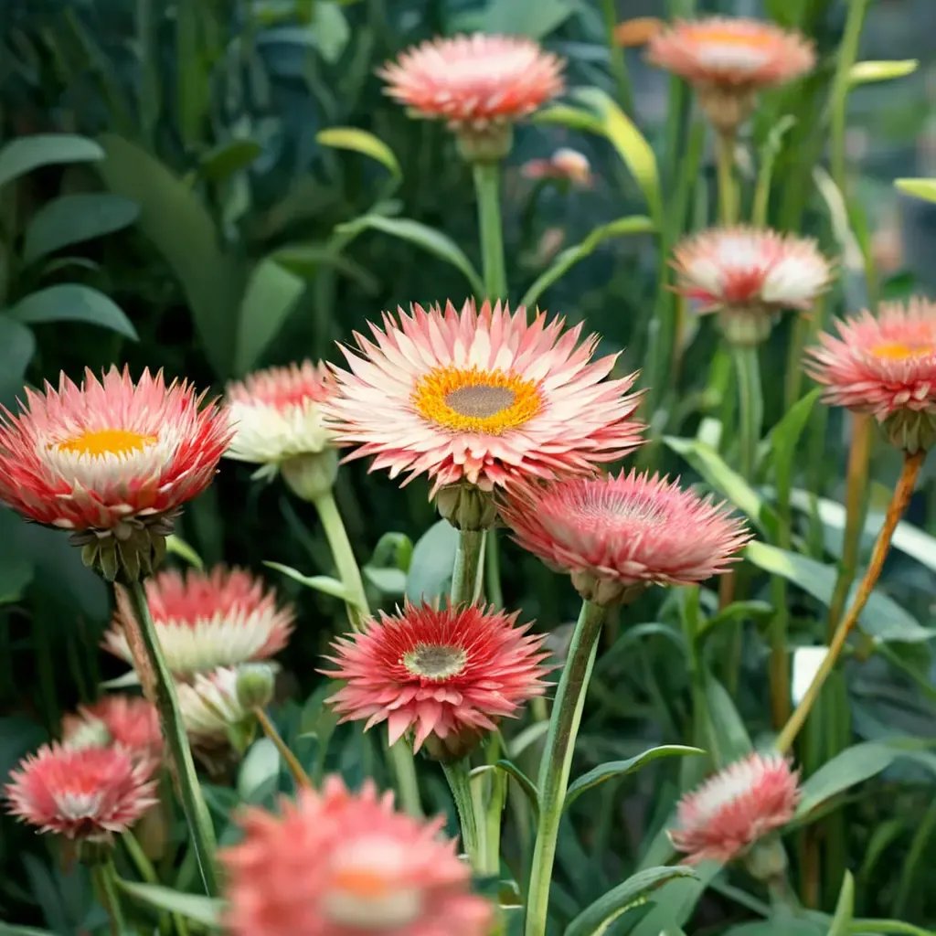Helichrysum bracteatum 'Salmon Rose'