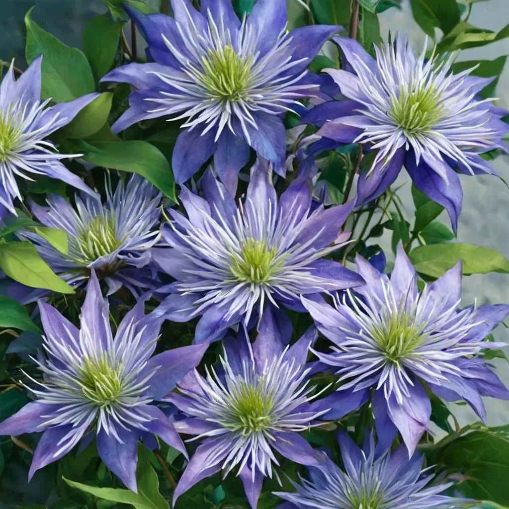 Clematis x durandii 'Crystal Fountain'