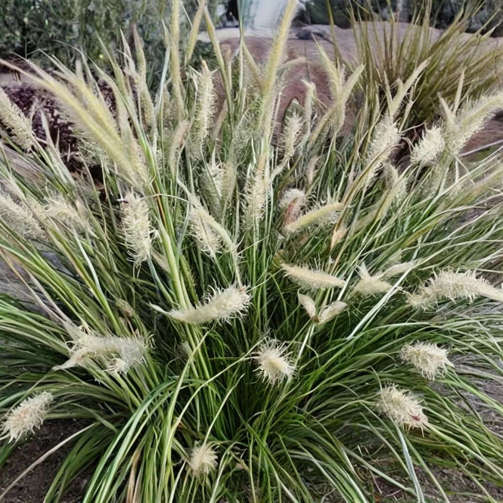 Pennisetum alopecuroides 'Pauls Giant'