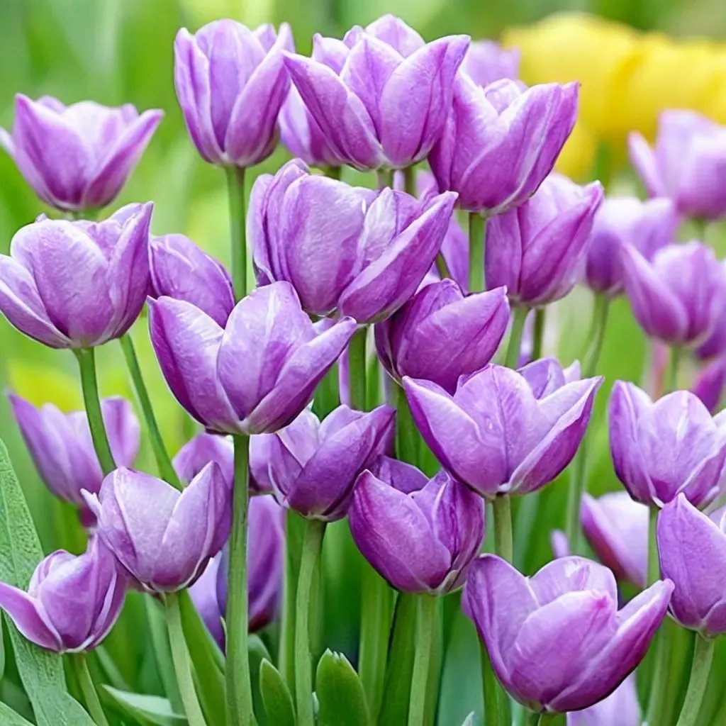 Tulipa tulip 'Violet Beauty'