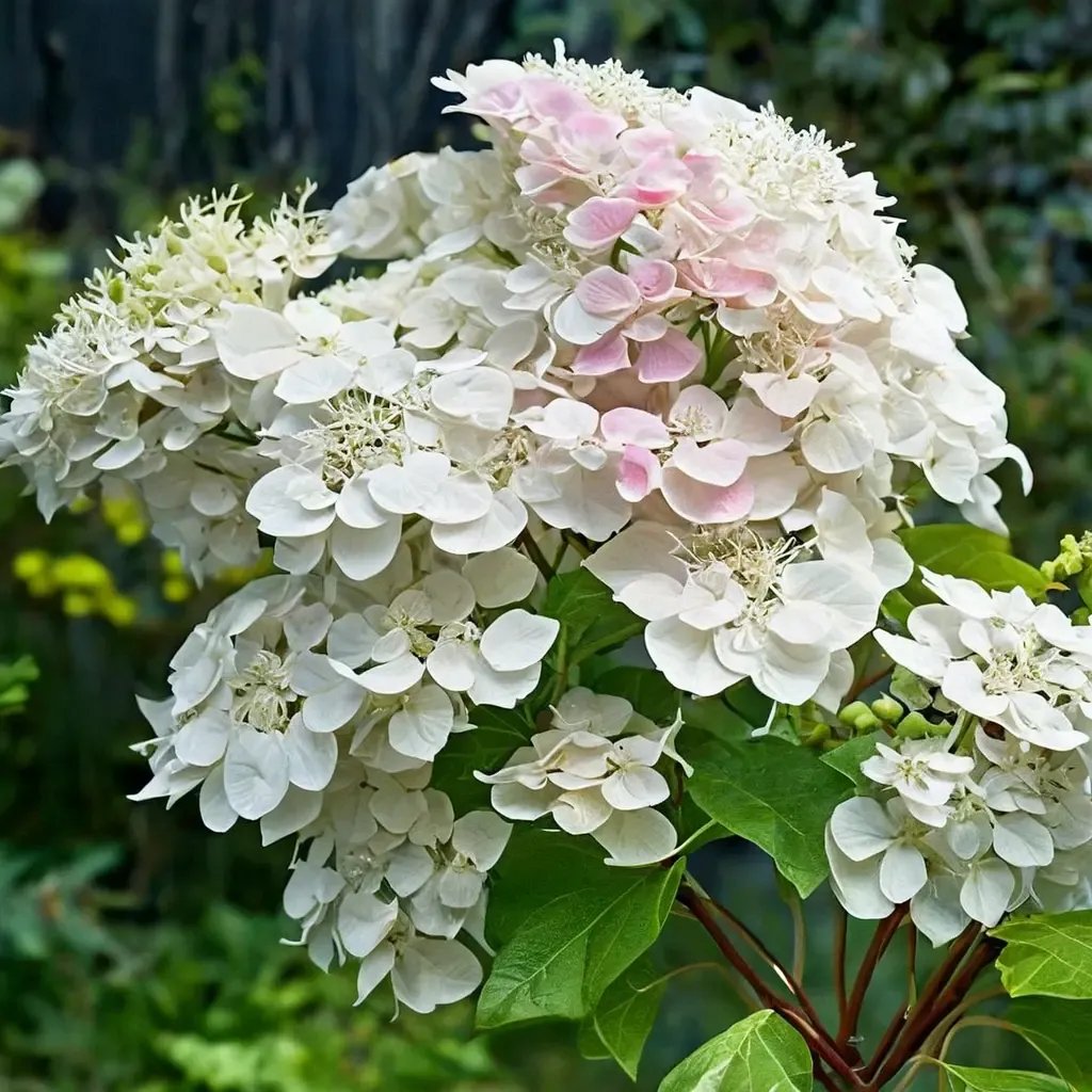 Hydrangea macrophylla 'Phantom'