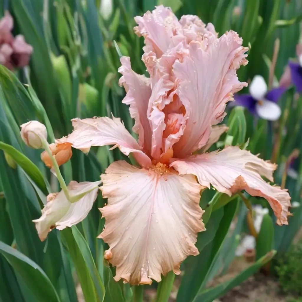 Iris x germanica 'Lotus Land'