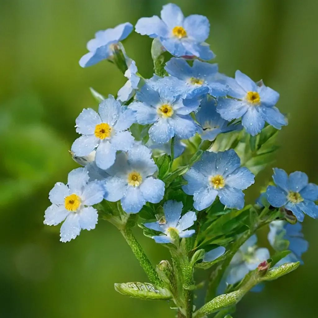 Myosotis scorpioides