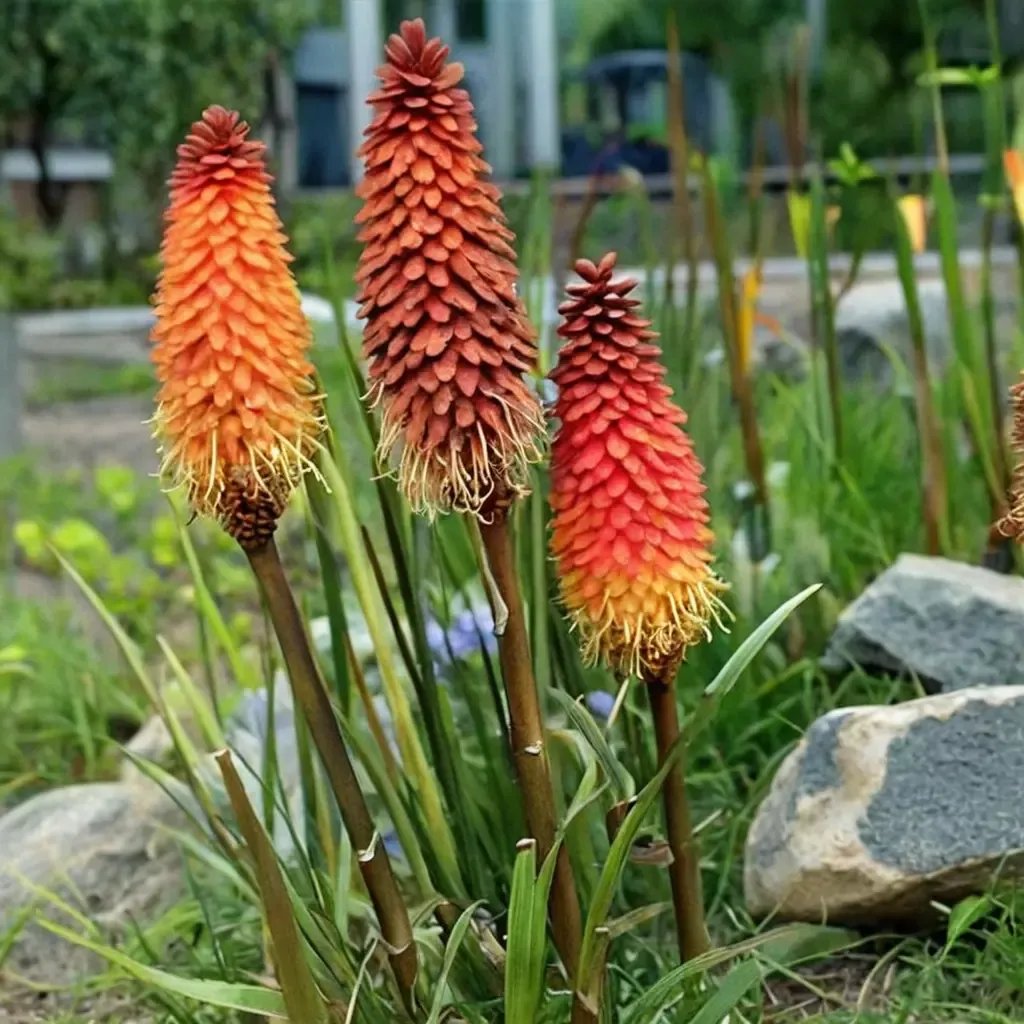 Kniphofia uvaria 'Alcazar'
