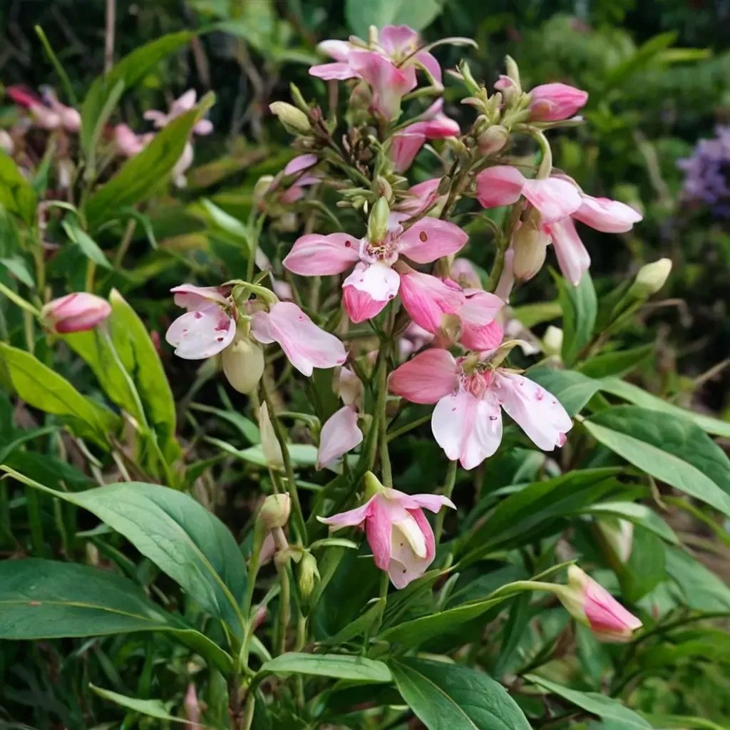 Penstemon digitalis 'Apple Blossom'