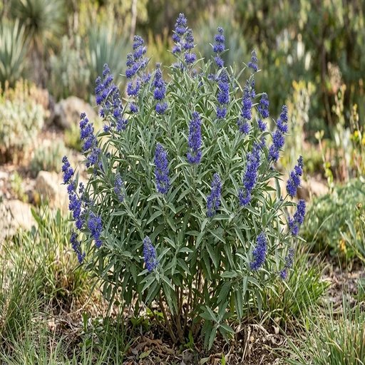 Caryopteris x clandonensis 'Sapphire Surf'