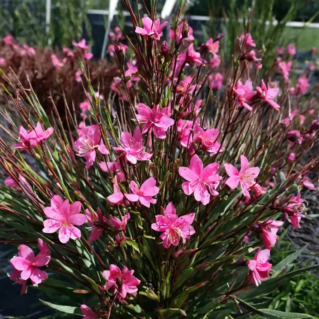 Gaura lindheimeri 'Belleza Dark Pink'