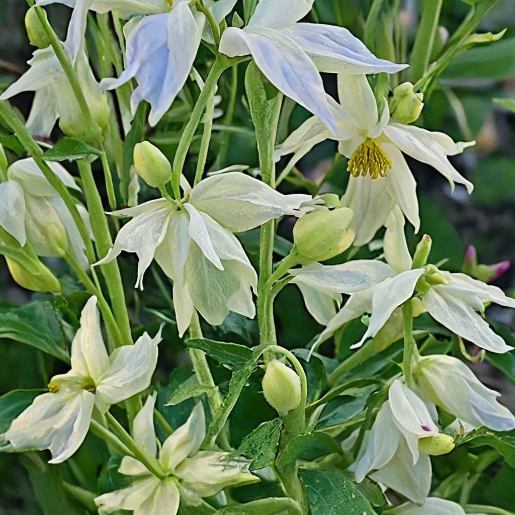 Aquilegia vulgaris 'Woodside White'