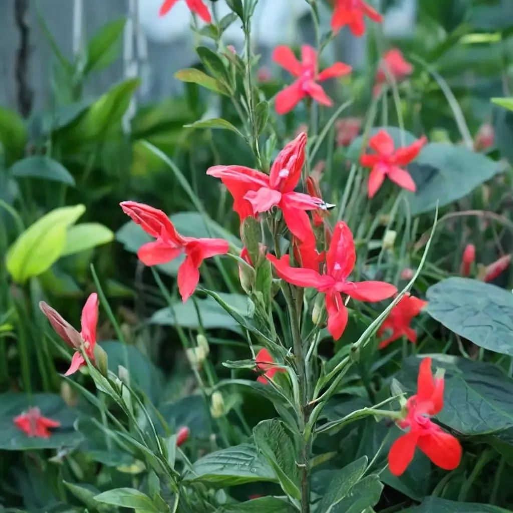Ruellia elegans