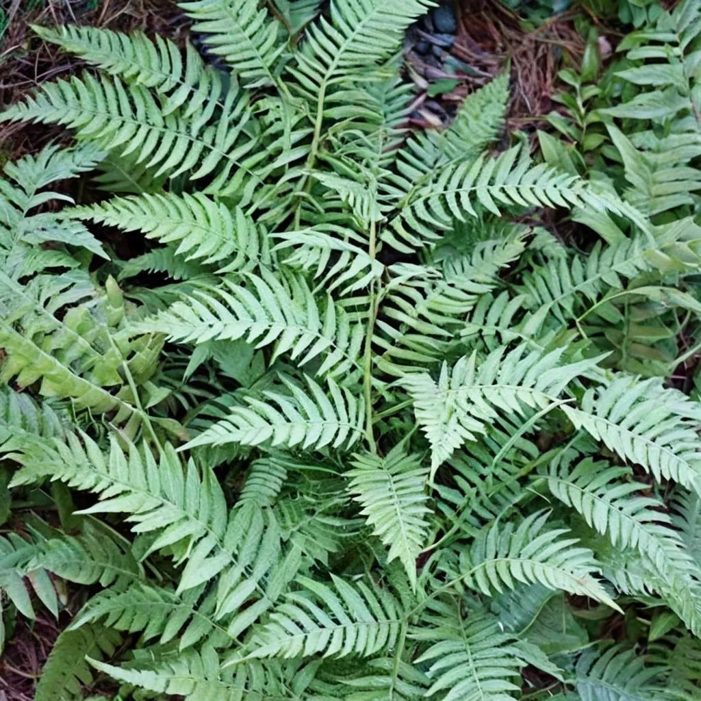 Dryopteris kinkiensis 'Green Hans'