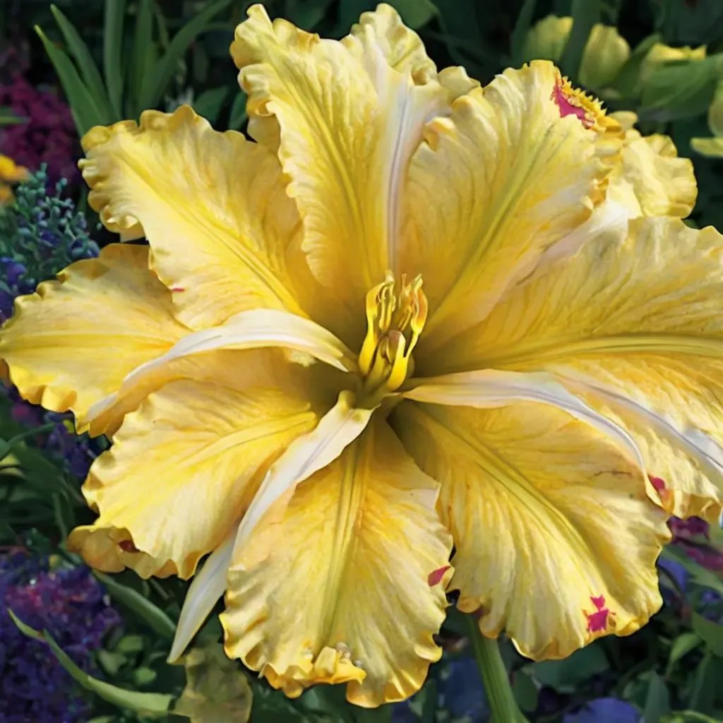 Hemerocallis lilies 'Majestic Move'