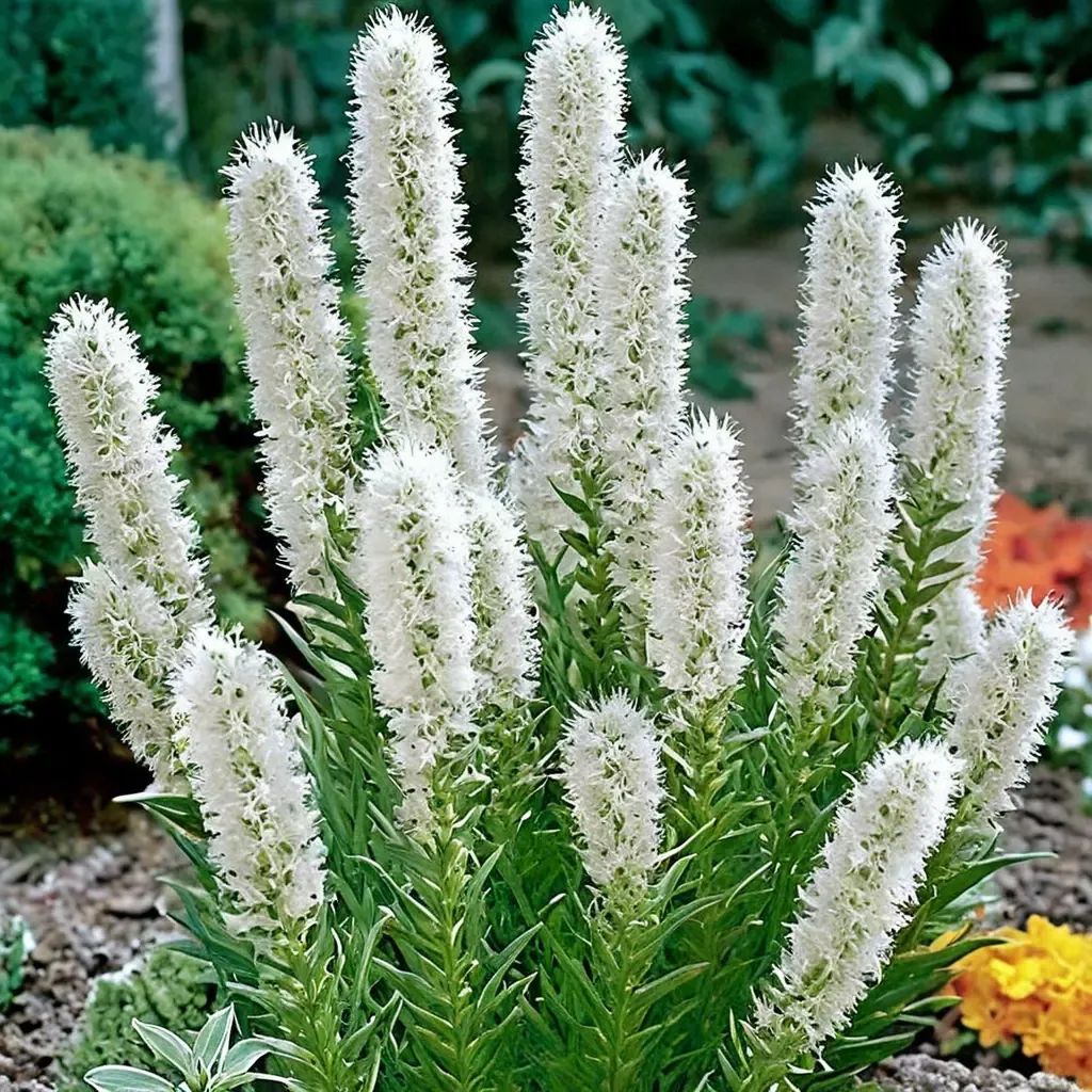 Liatris spicata 'Floristan Weiss'