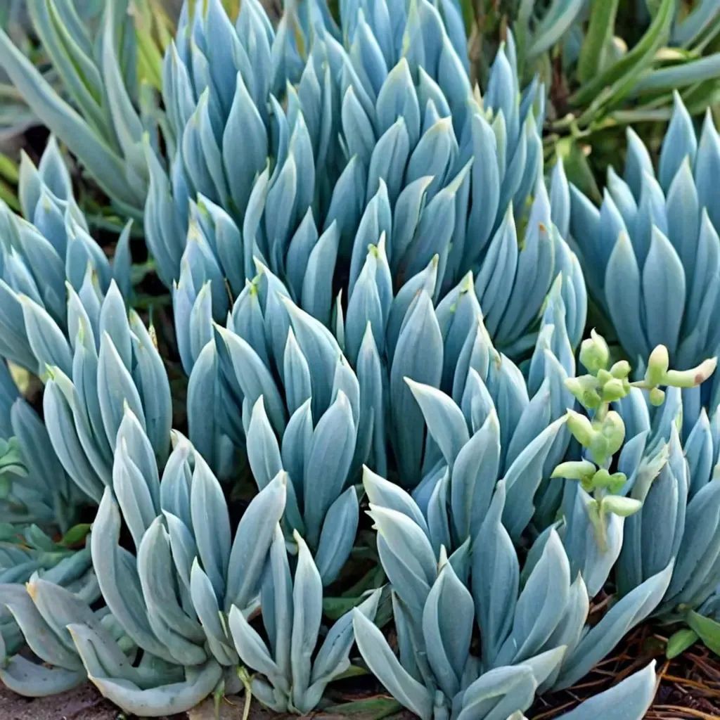Senecio mandraliscae