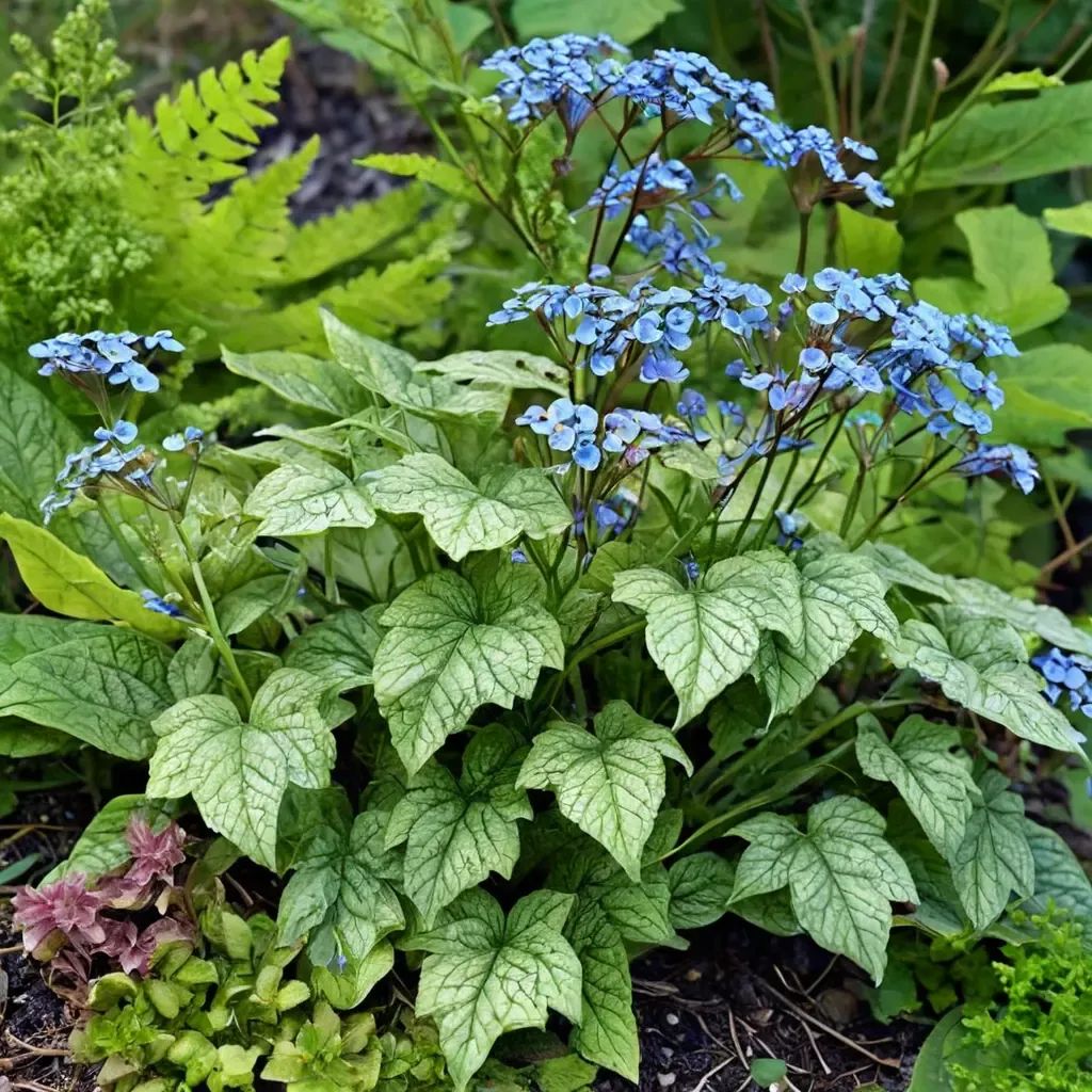 Brunnera macrophylla