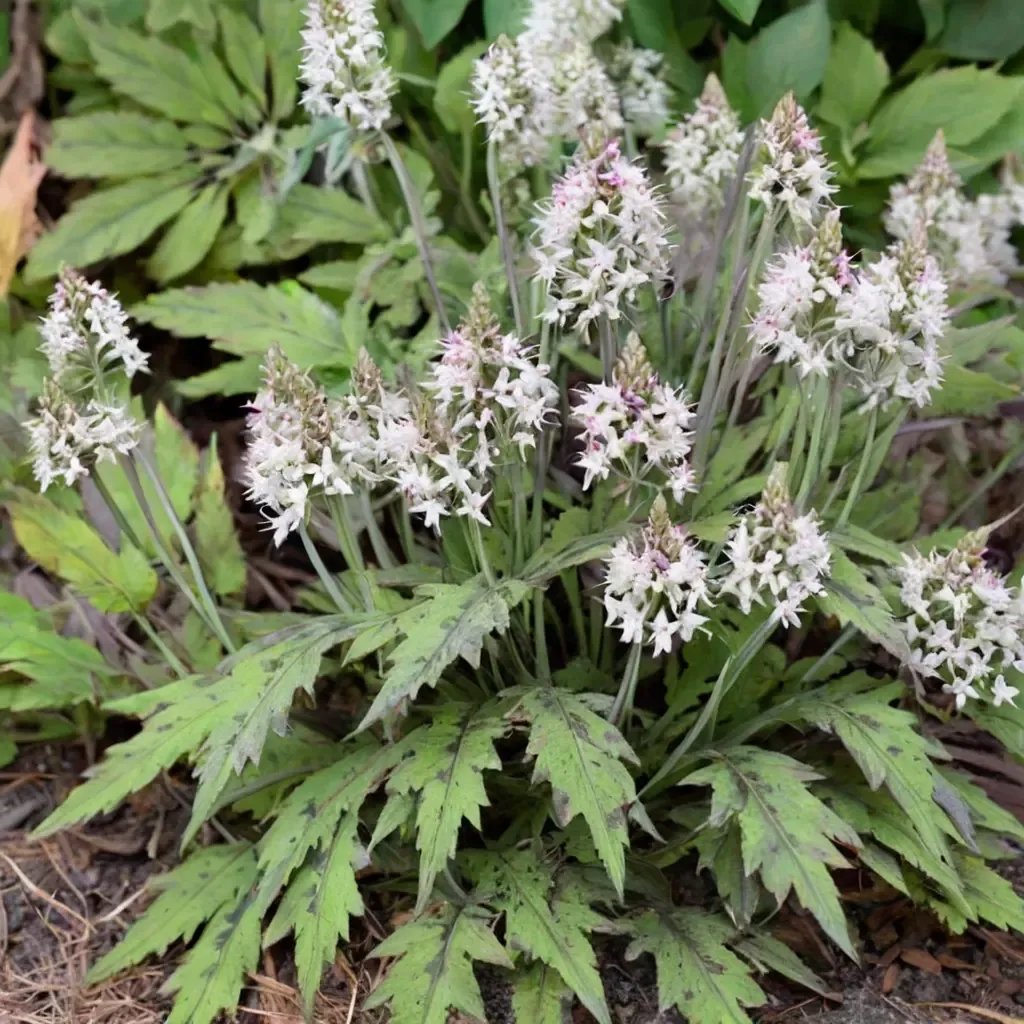 Tiarella cordifolia 'Cutting Edge'