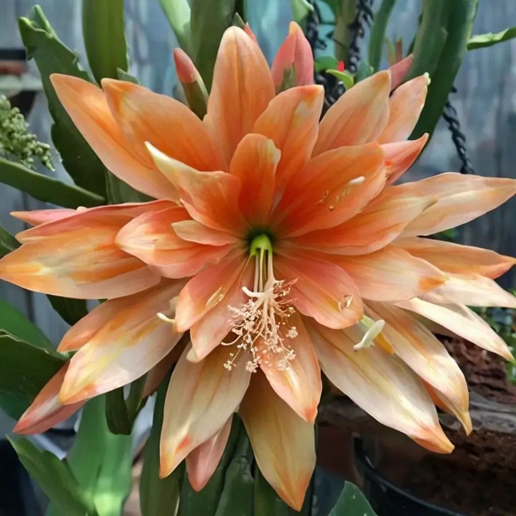 Epiphyllum oxypetalum 'King Midas'