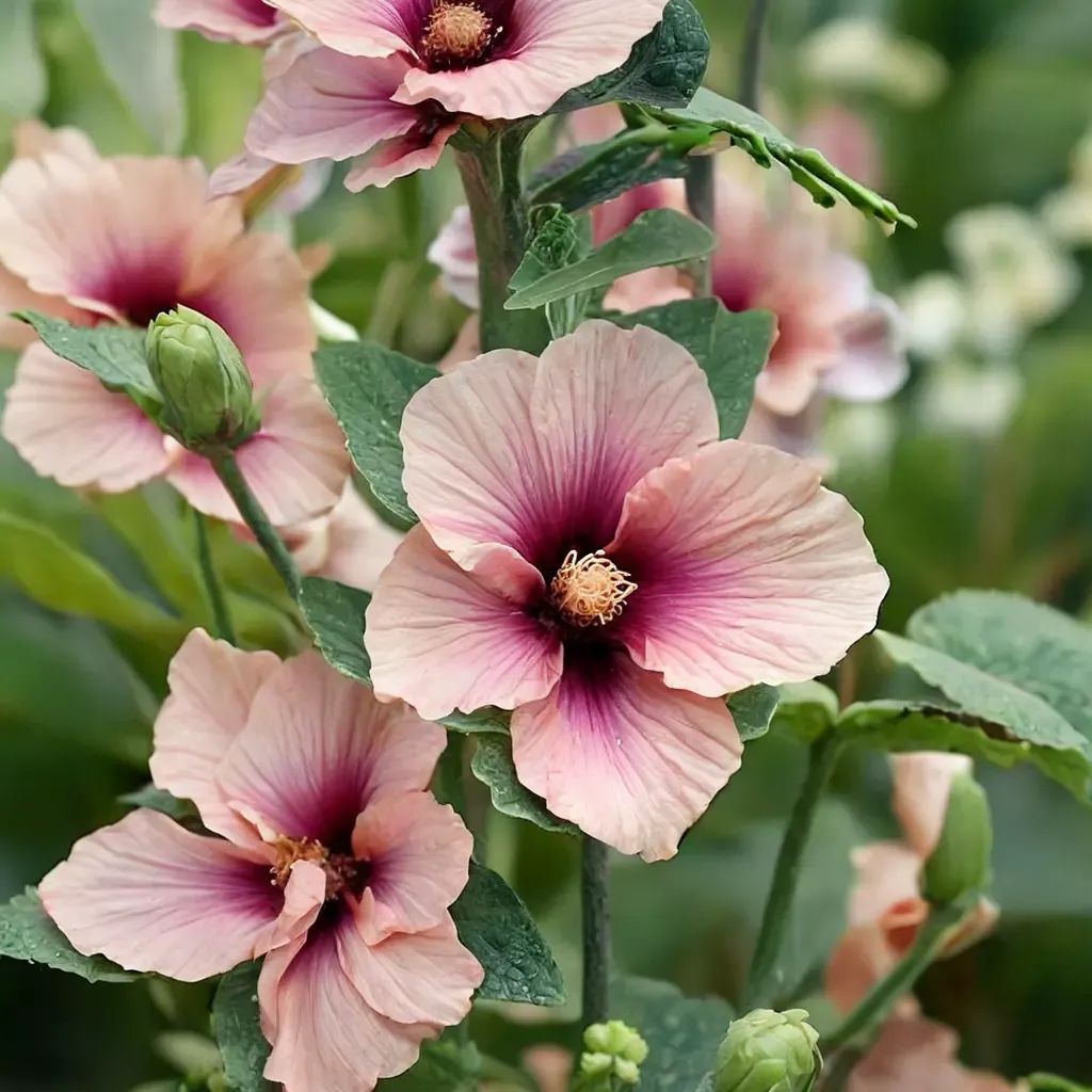 Alcea roseae 'Halo Apricot'