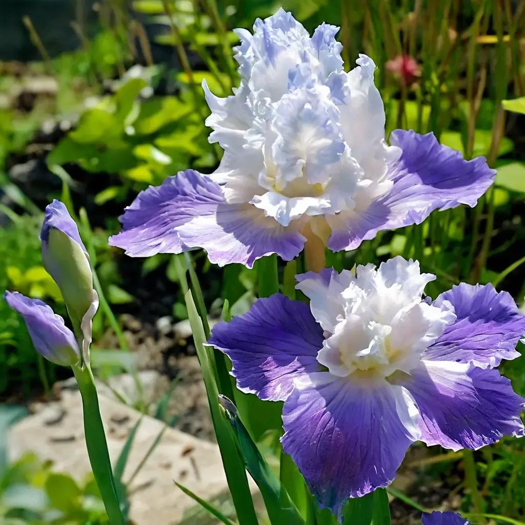 Iris x germanica 'Clarence Reblooming'