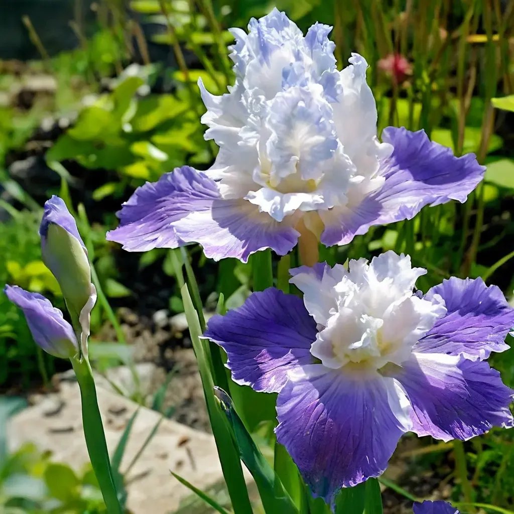 Iris x germanica 'Clarence Reblooming'