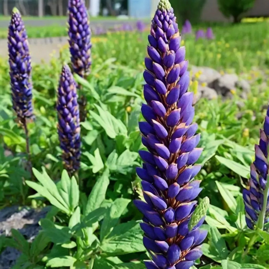 Lupinus polyphyllus 'Magic Lantern'