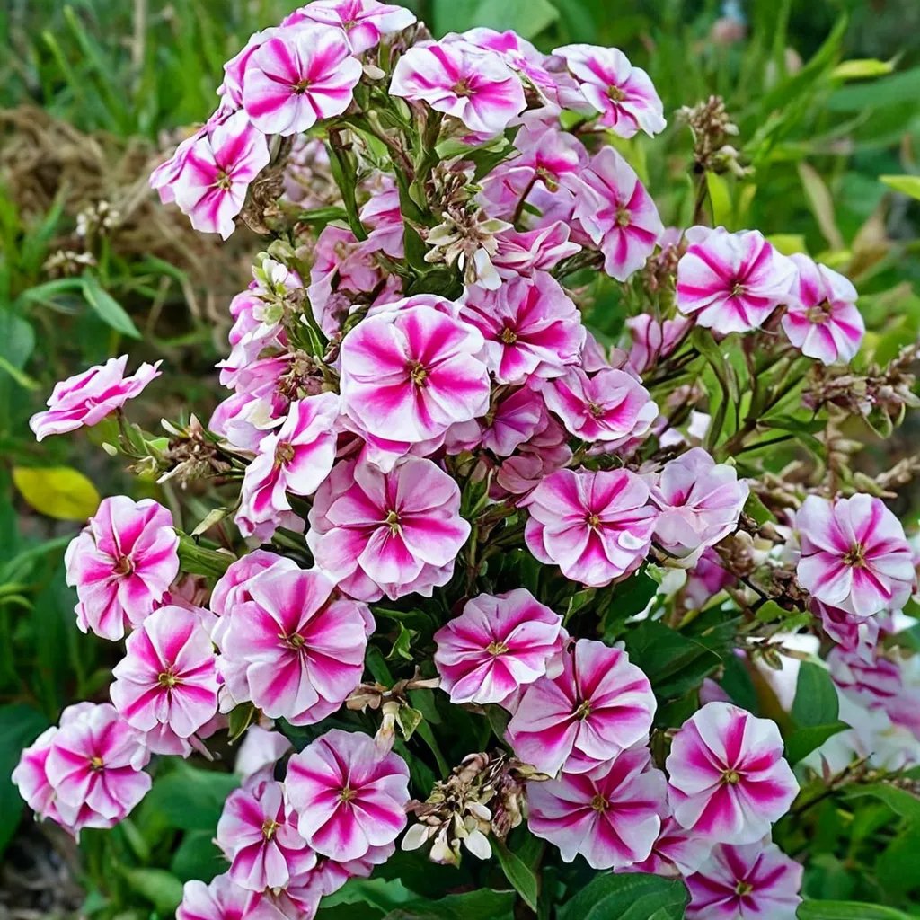 Phlox maculata 'Natascha'