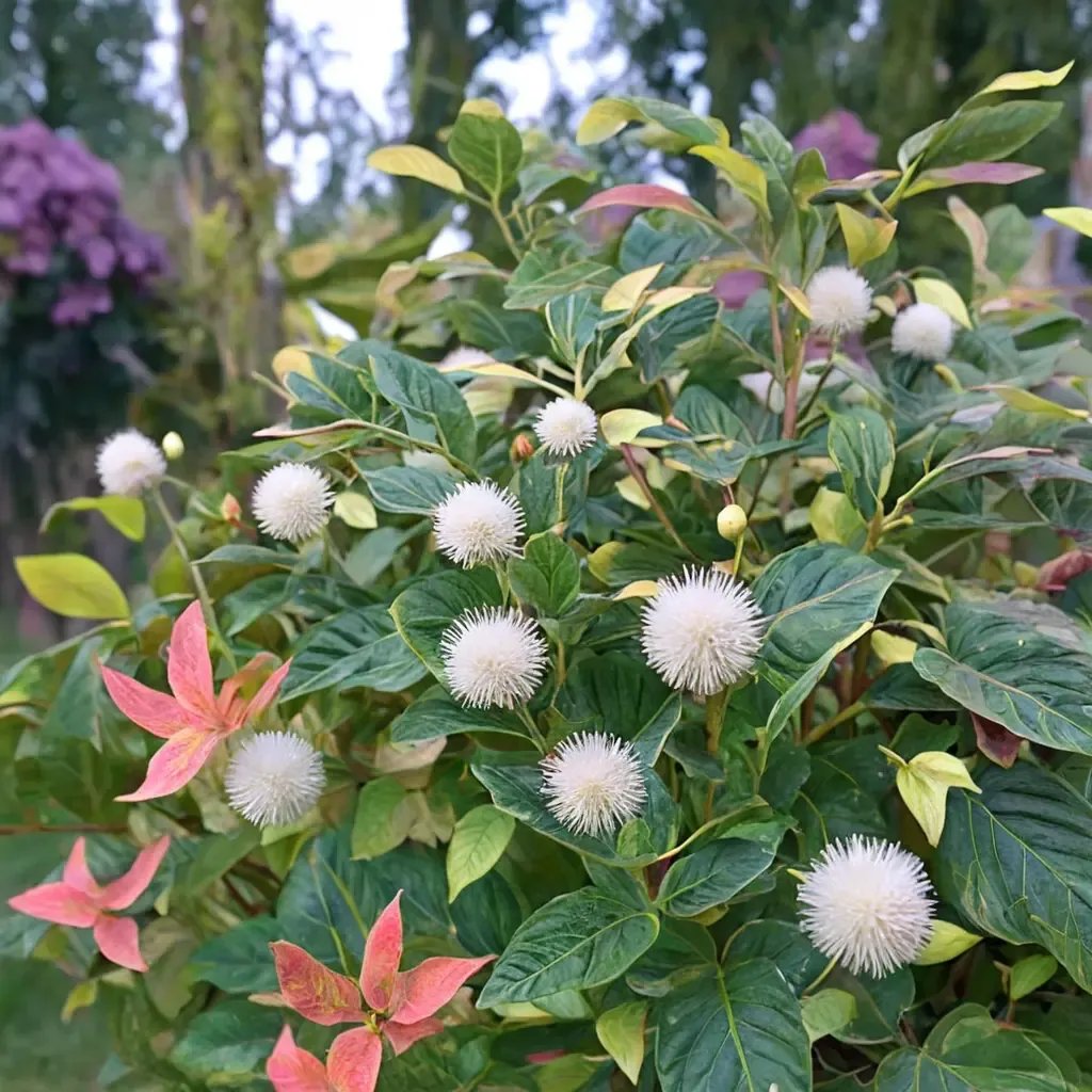 Cephalanthus occidentalis 'Sugar Shack'