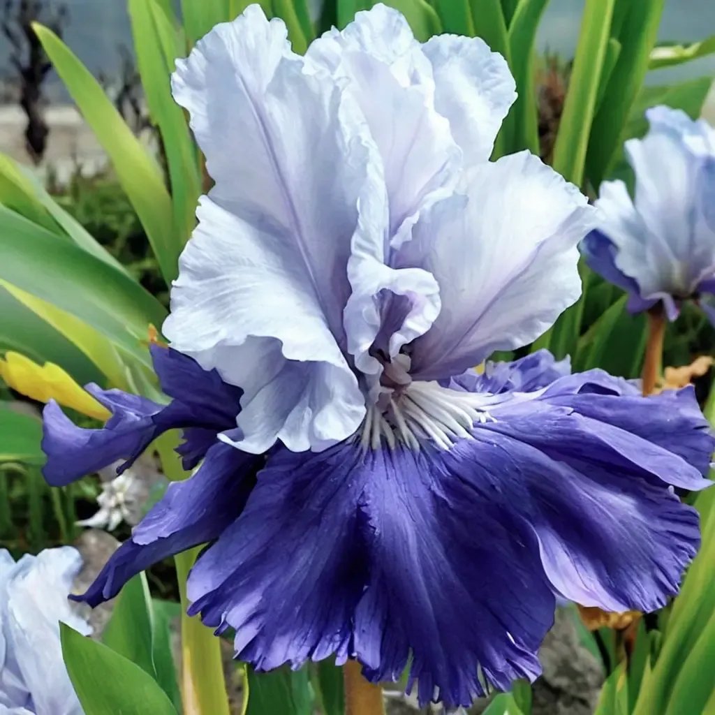 Iris x germanica 'October Sky'
