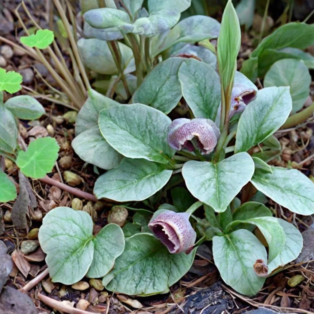 Asarum costatum