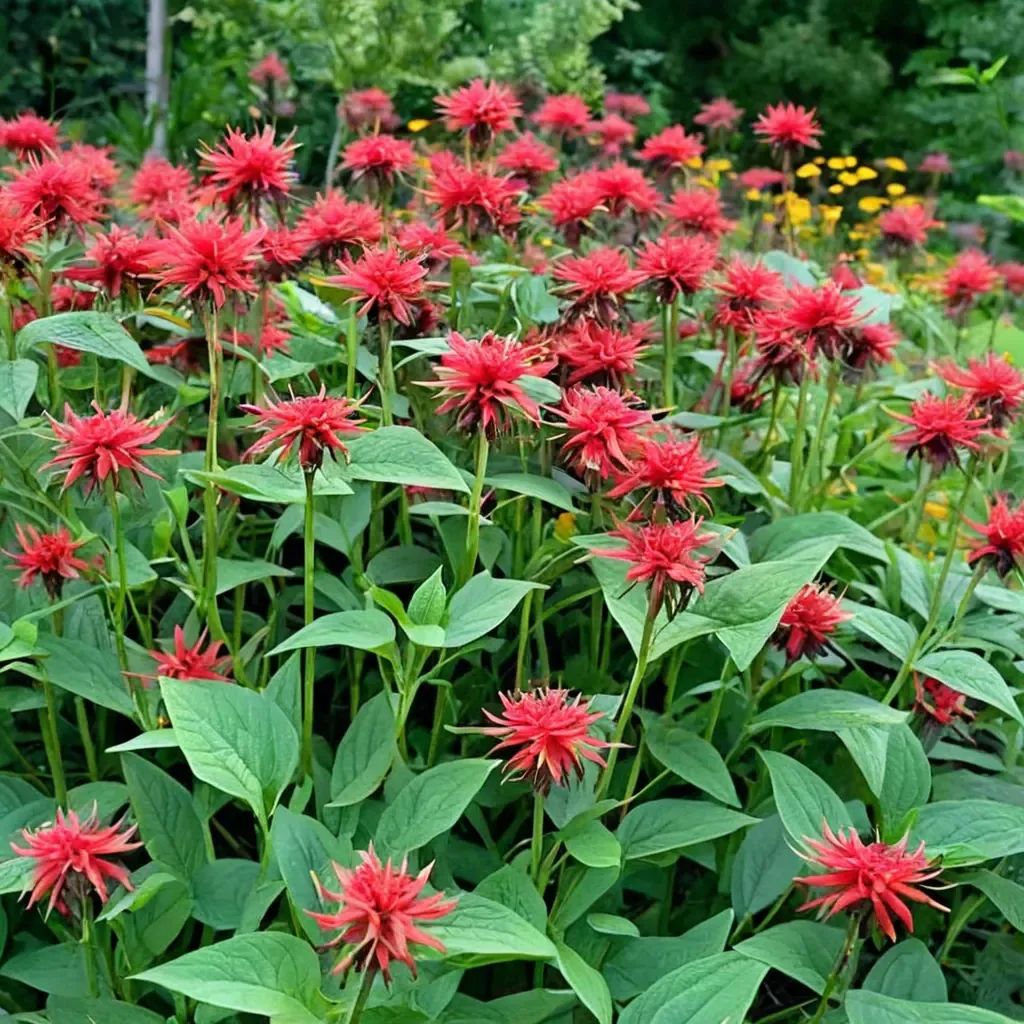 Monarda didyma 'Jacob Cline'
