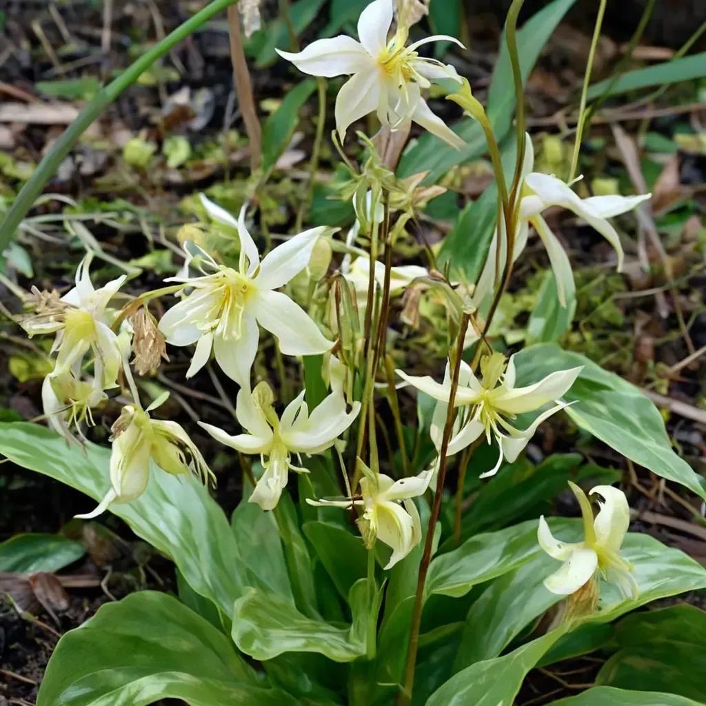 Erythronium californicum