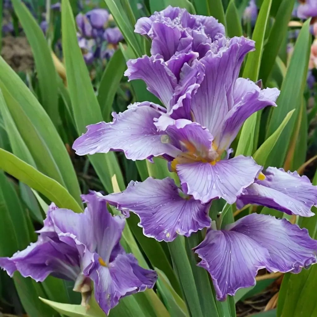 Iris iris 'Twilight Rapture'
