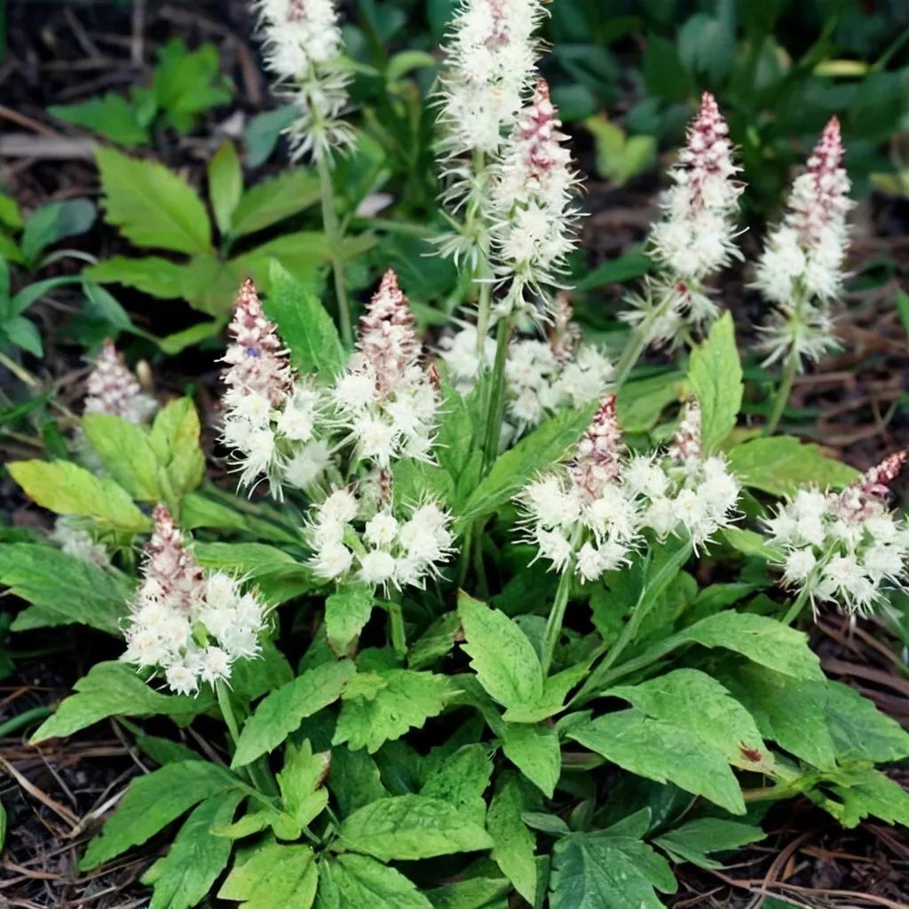 Tiarella cordifolia 'George Shenk Pink'
