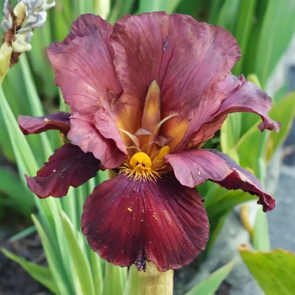 Iris x germanica 'Quechee'