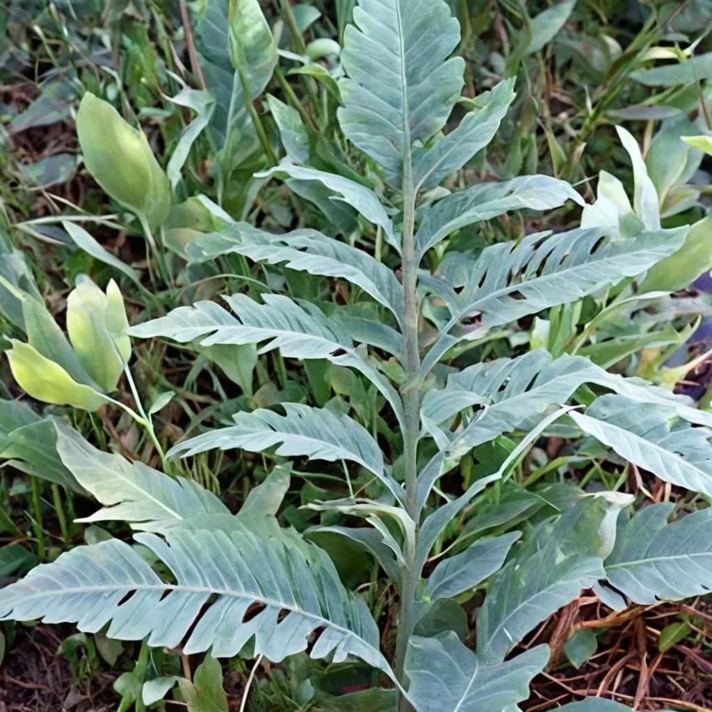 Blue Star Fern