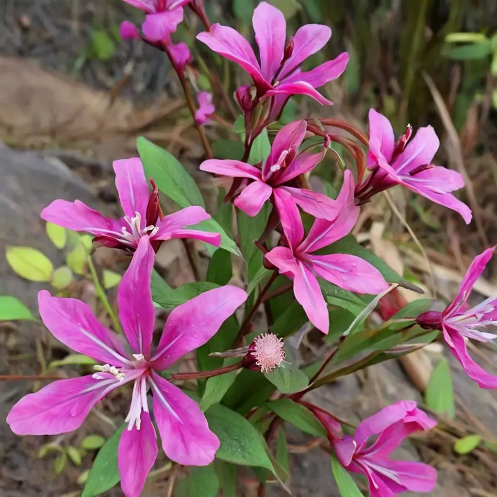 Clarkia concinna 'Red Ribbons'