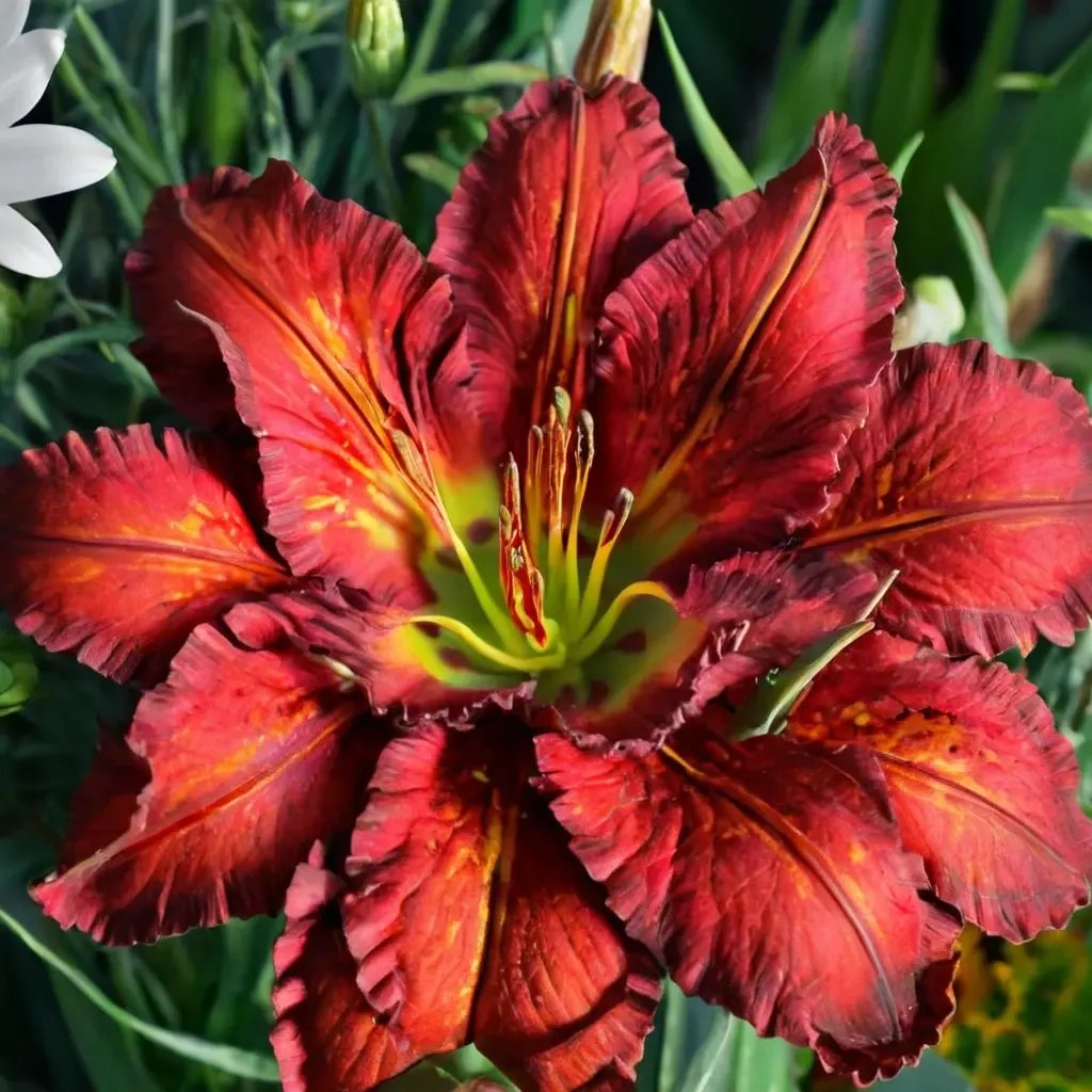 Hemerocallis x hybrida 'Funny Valentine'