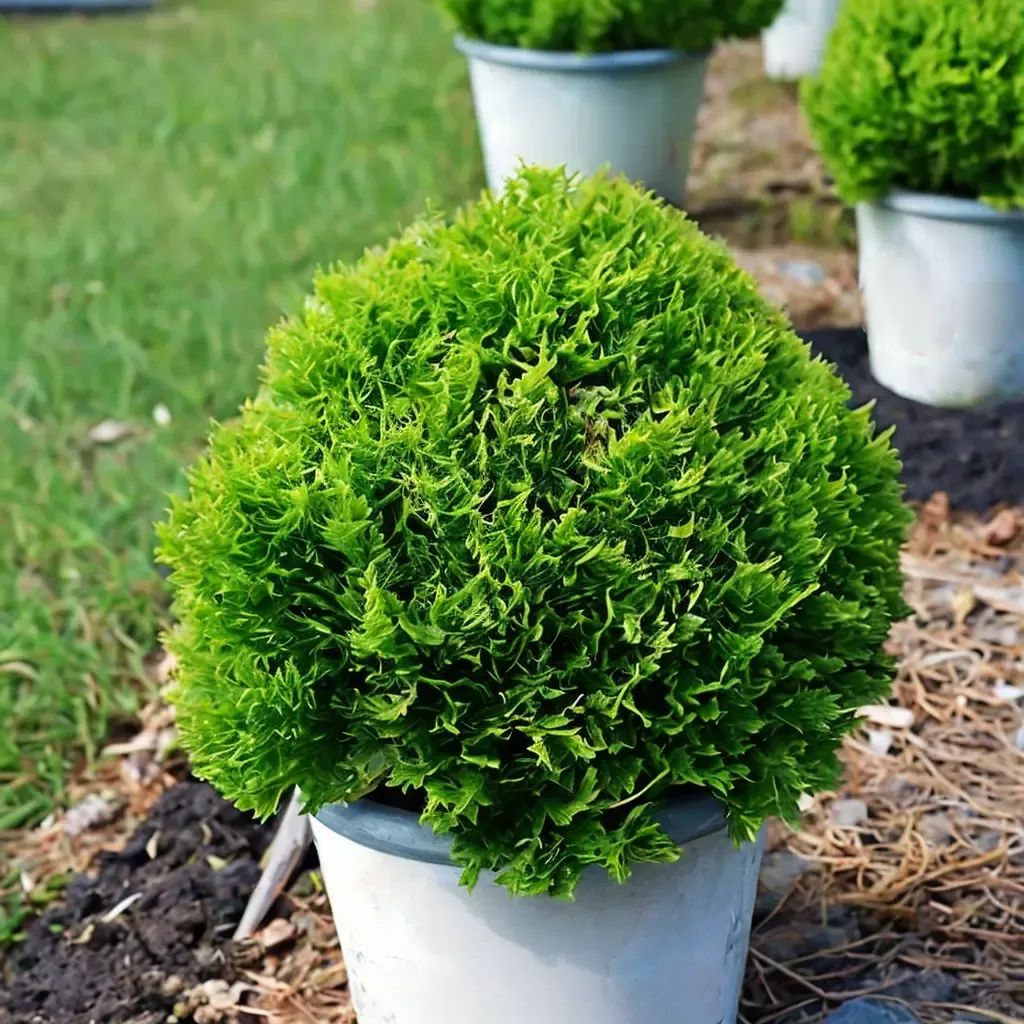 Thuja occidentalis 'Tator Tot'